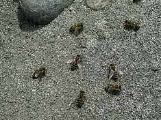 Bienen holen Wasser am feuchten Sand der Isel